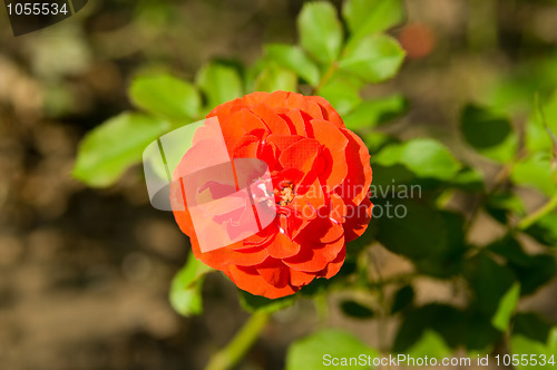 Image of Red rose