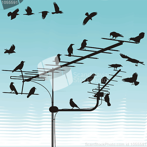 Image of Crows on television aerials