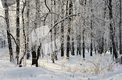 Image of Winter landscape