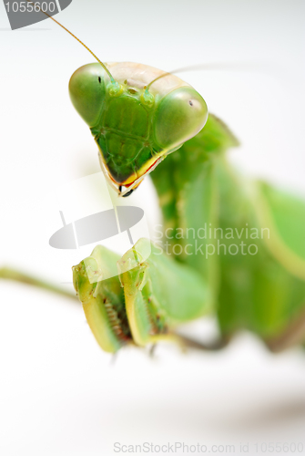 Image of Praying mantis