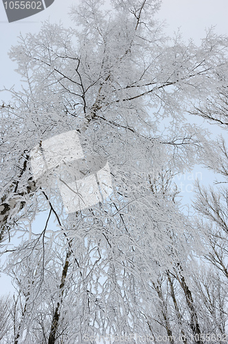 Image of Winter landscape