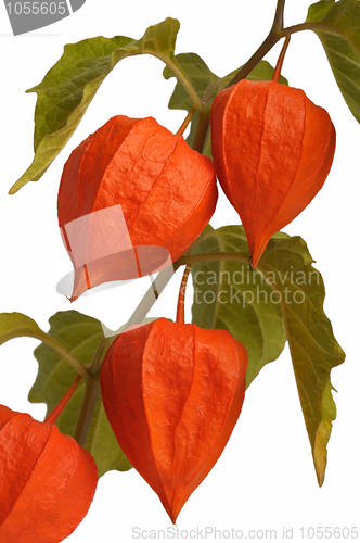 Image of Physalis, isolated