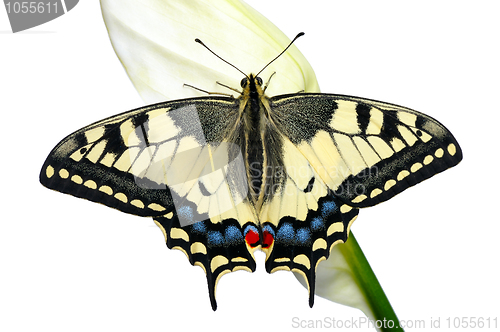 Image of Swallowtail