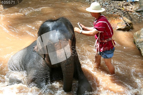 Image of Elephant bathing