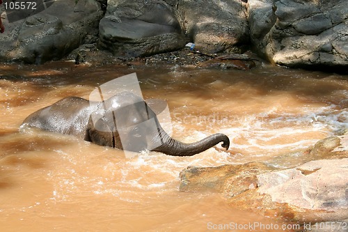 Image of Elephant bathing