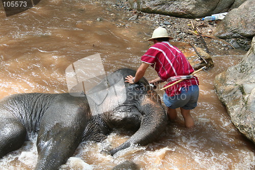 Image of Elephant bathing