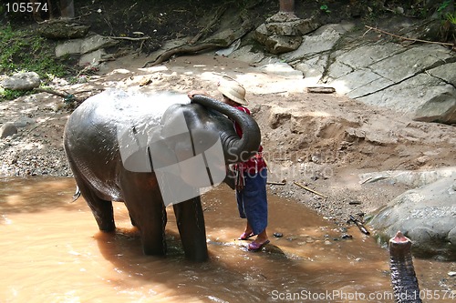 Image of Elephant bathing