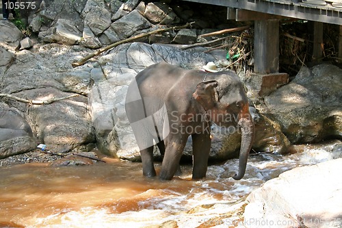 Image of Elephant bathing
