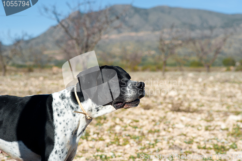 Image of Pointer hunting dog