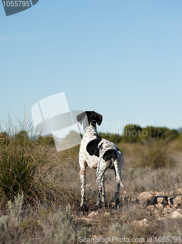 Image of Pointer hunting dog