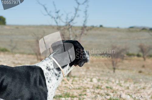 Image of Pointer hunting dog