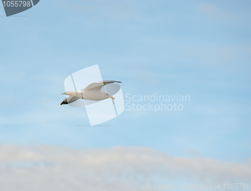 Image of Seagull flight
