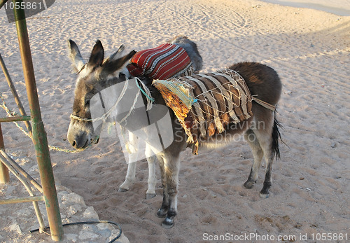 Image of two donkeys