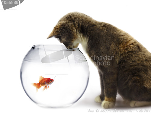 Image of cat and a gold fish