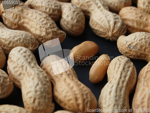 Image of Peanut