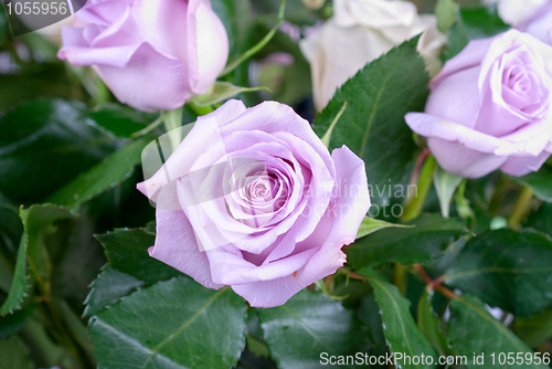 Image of pink roses