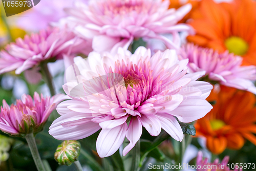 Image of chrysanthemum