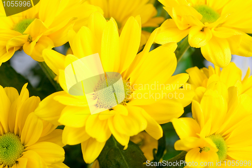 Image of yellow chrysanthemum