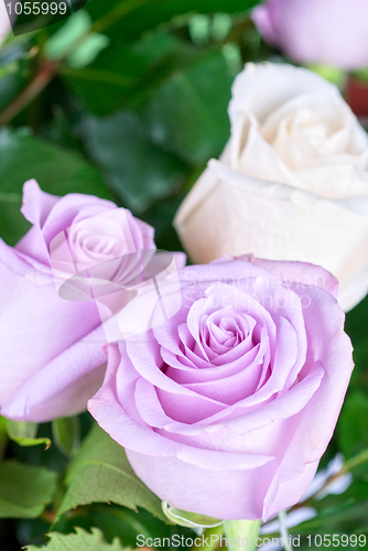 Image of pink roses