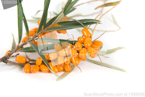 Image of sea-buckthorn