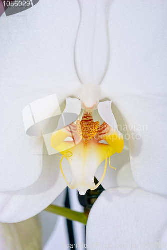 Image of white orchid