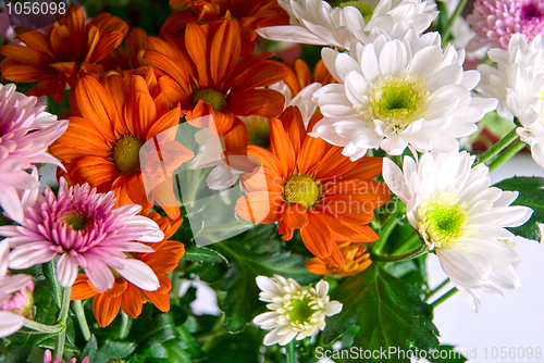 Image of chrysanthemum