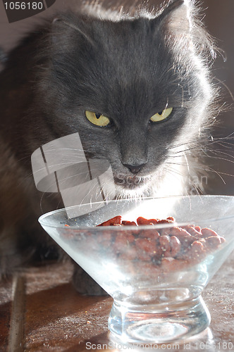 Image of cat and food