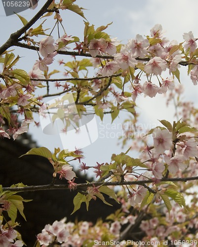 Image of cherry blossoms 