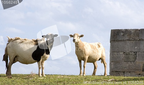 Image of Two Sheep