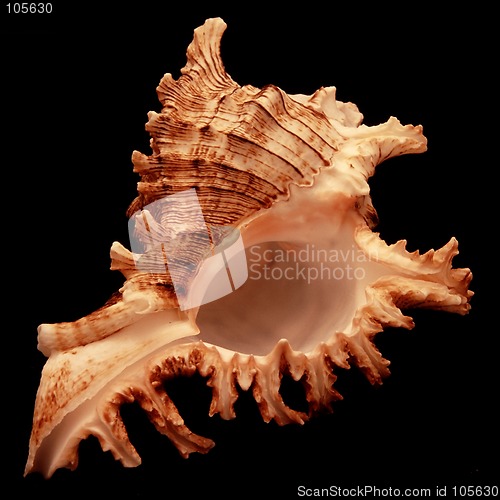 Image of Seashell on black