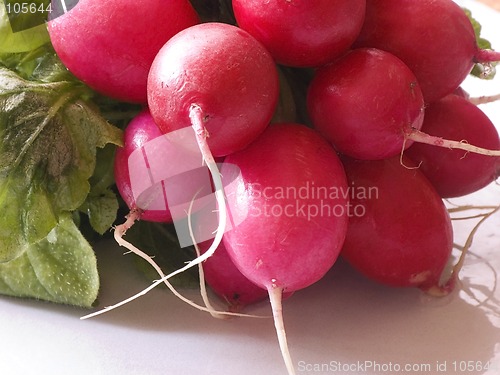 Image of Garden radish