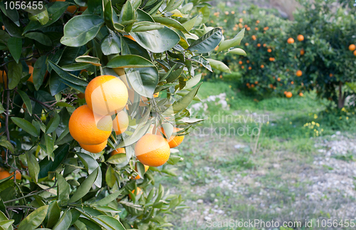 Image of Orange tree