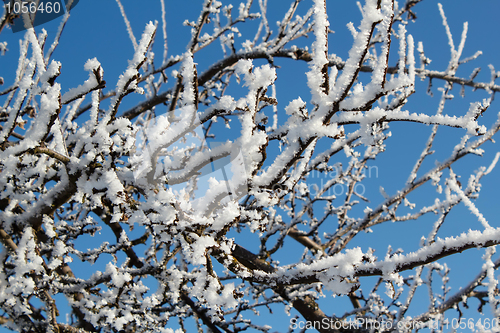 Image of winter snow branches of tree on a blue sky
