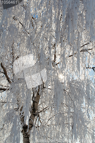 Image of winter snow branches of tree on a blue sky