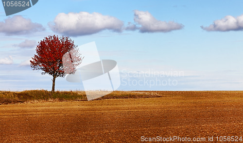 Image of Autumn solitude