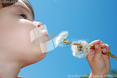 Image of dandelion wishing blowing child