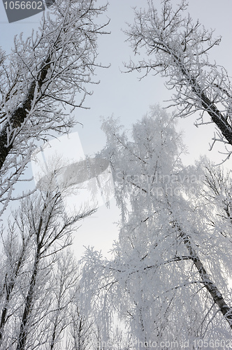 Image of Winter landscape