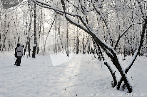 Image of Winter landscape