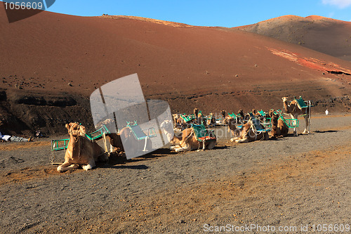 Image of Camel Sightseeing