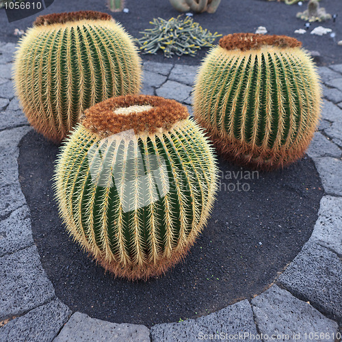 Image of Cactus