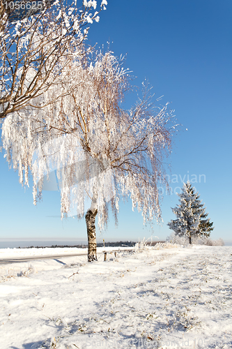 Image of Winter field on a sunny frosty day