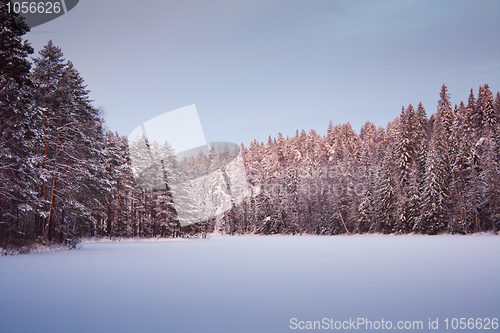 Image of Snovy forest