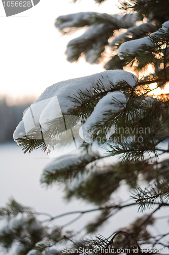 Image of Snovy pine tree