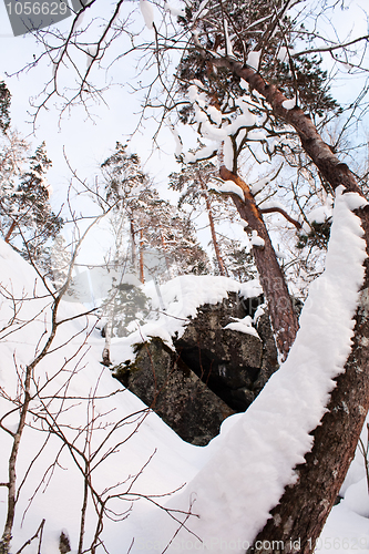 Image of Crooked pine tree