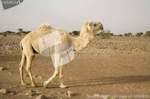 Image of A white  camel in the desert