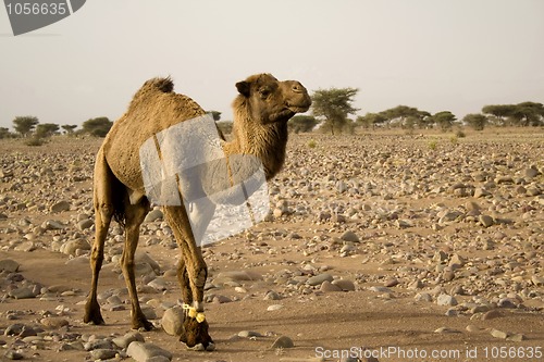 Image of A brown camel in the desert