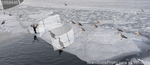 Image of Starving birds Denmark