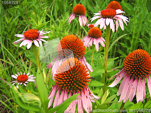 Image of Pink Flower