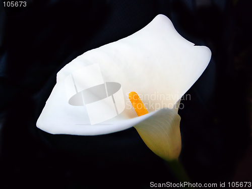 Image of madonna lily