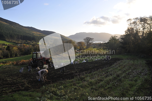 Image of potato harvest